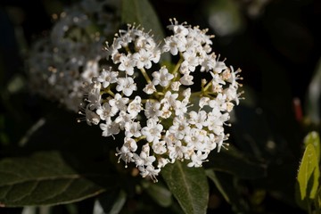 Flowers of a laurustinus or laurustine, Viburnum tinus.
