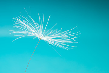 Close up shot of the pappus of a dandelion seed, with water drops on it againts a blue background