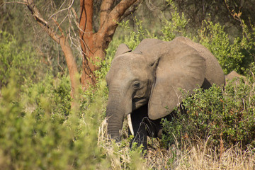 Elephant between trees in the african steppe