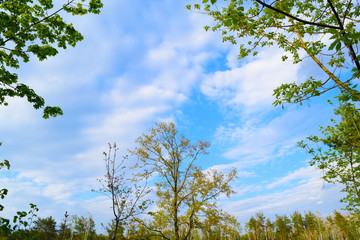 Fototapeta premium Bottom view through green plants to the sky with white clouds