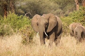Obraz premium Elephant looking at you in the african savannah
