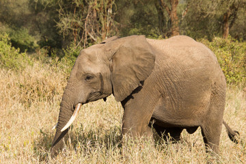 Beautiful elephant walking around in the african steppe