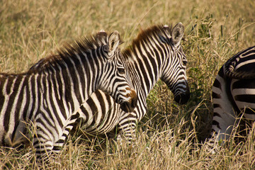 Fototapeta na wymiar Close up of zebras in the savannah
