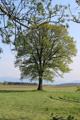 Baum auf einer Wiese mit Ästen in der oberen Bildhälfte, April 2020, Bad Endorf, Deutschland