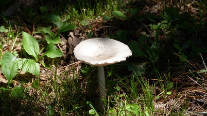 Mushroom in Sunlight