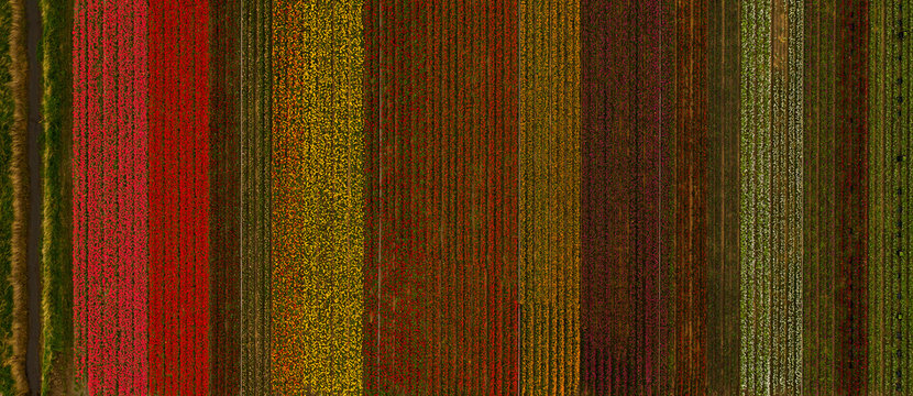 Overhead View Of A Vibrant, Bright Colorful Tulip Field That Looks Like A Flower Carpet From Above