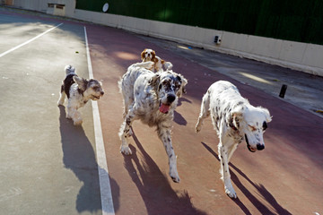 Fototapety na wymiar - Fototapeta24.pl