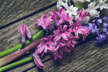 Fresh hyacinths on a wooden surface. Art composition.