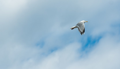 seagull in flight