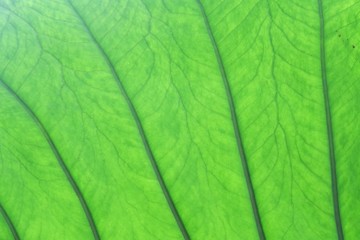 Close up a vein pattern of tropical large caladium leaf with sun light 
 and green nature color