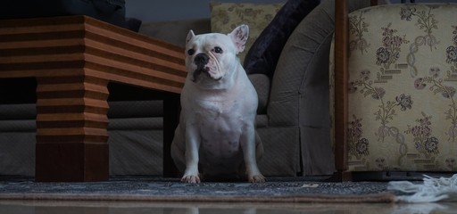 Dog sitting in the livingroom