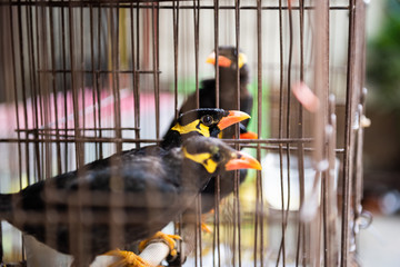 Hongkong - Birdmarket - Beo