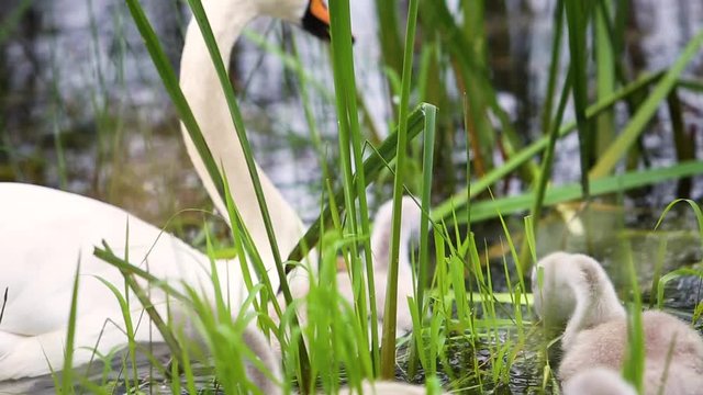 Swan family with little young chiks floating on water in a pond in the reeds.