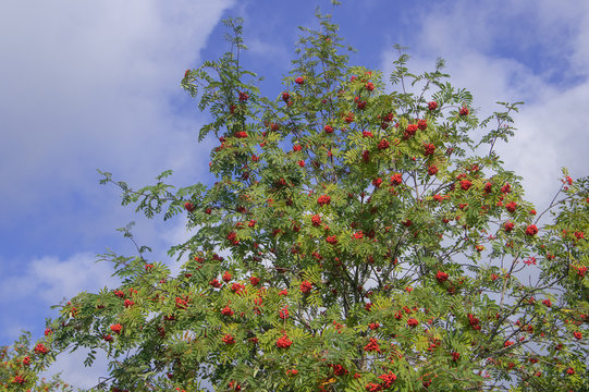 Branches of the rowan tree with red ripe berries and green leaves on a blue and cloudy August sky