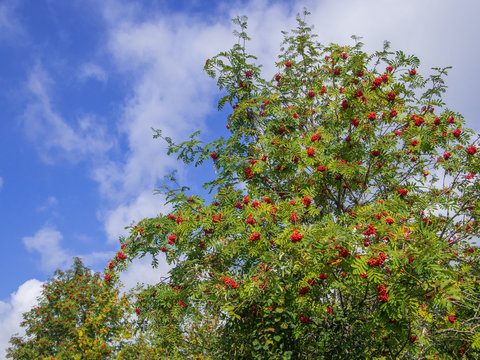 Branches of the rowan tree with red ripe berries and green leaves on a blue and cloudy August sky