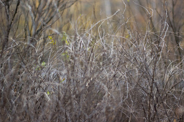 Dry twigs on the bush. Background