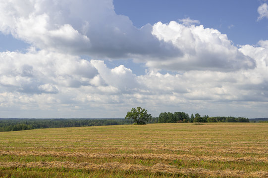Harvested agricultural fields in the hills surrounded by trees on a warm late summer afternoon in Latvia