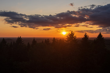 View to silhouettes of the fir tree tops against golden and blue sky with dramatic clouds lit by beautiful summer sunset over the spruce-fir forest, focus on tops of the trees
