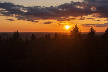 View to silhouettes of the fir tree tops against golden and blue sky with dramatic clouds lit by beautiful summer sunset over the spruce-fir forest, focus on tops of the trees
