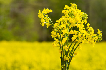 Obraz premium Bouquet of rapeseed flowers against a background of yellow rape field.