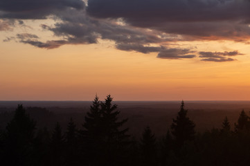 View to silhouettes of the fir tree tops against golden and blue sky with dramatic clouds lit by beautiful summer sunset over the spruce-fir forest, focus on tops of the trees
