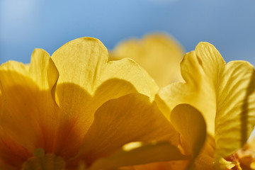 Beautifully lit petals of yellow flowers