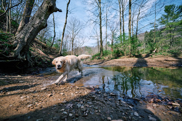 Joyka the Golden Retriever is getting out of the water in the woods