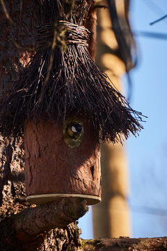 A Titmouse Tilts Its Head Out Of Its Treehouse