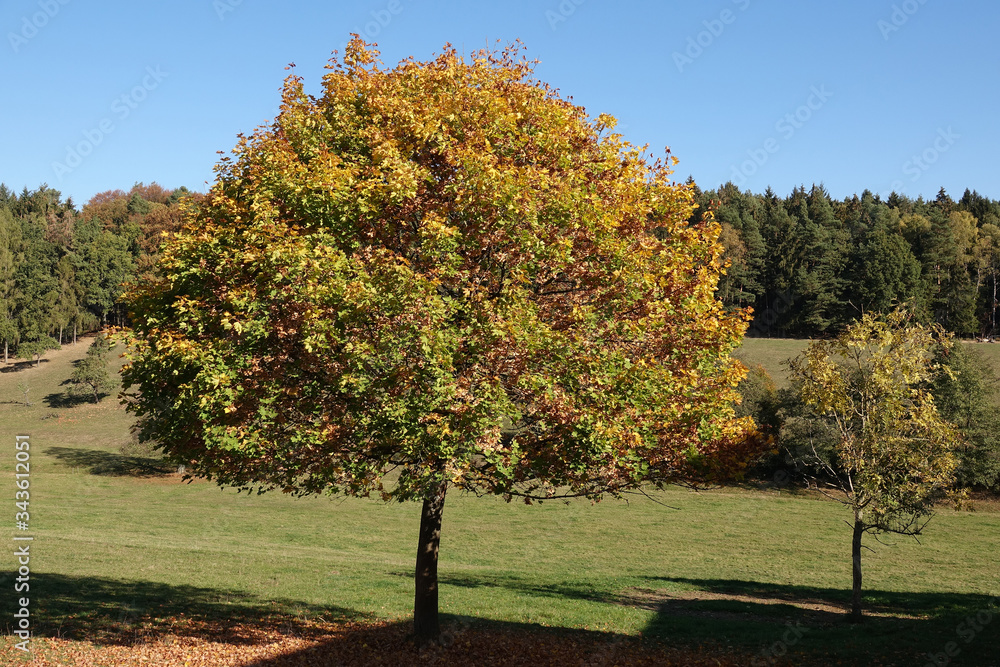 Sticker Baum im Herbst (Mossautal, Odenwald)