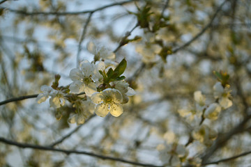 white flowers on a tree