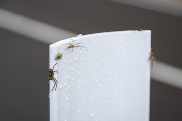 Closeup of several species of spiders sitting on the white traffic road delineator pole covered by dew drops on rainy autumn day