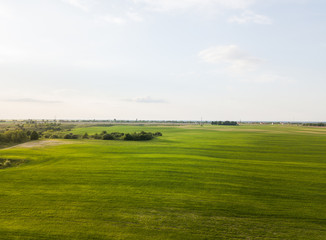 Fototapeta premium Large green field of a green wheat and another cereals cultures in spring season from Aerial view. Agricultural fields.