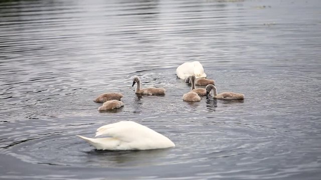 Swan family with little young chiks floating on water in a pond.