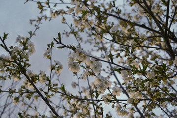 tree branches against blue sky background