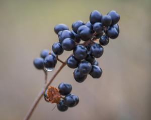 Fruit cluster of European black elderberry with orange shield bug Carpocoris purpureipennis sitting...
