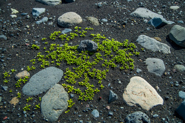Green plants growing in black beach, Iceland