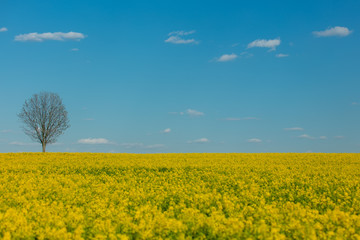 Rapeseed field and dry tree on background in spring time