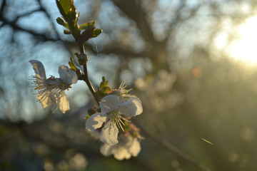 bee on a branch