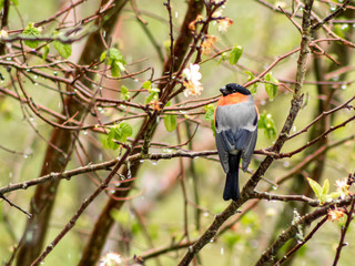 Camachuelo macho