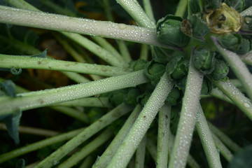 water drops on a green leaf