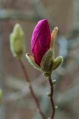 Magnolia Flower Bud