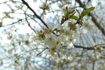 white cherry blossom