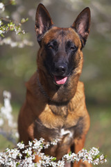 The portrait of a happy Belgian Shepherd dog Malinois with a collar posing outdoors with white flowers of a blooming Cherry plum tree in spring