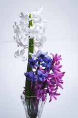 A branch of blooming white, pink and blue hyacinths in a glass vase standing on a table in a vase.