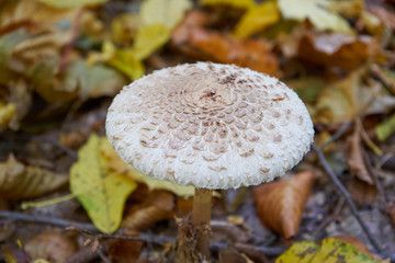 Macrolepiota procera mushroom hat,Parasol edible mushroom grows in the forest