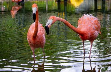 Flamencos en lago verde