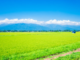 Fototapeta premium 夏の田園風景 安曇野