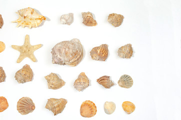 starfish and shells on a white background
