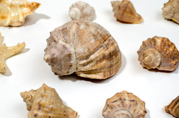 several different mollusk shells close-up on a white background