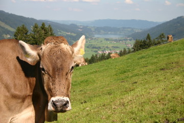 Kuh auf Alm